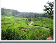 RANCABALI