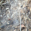 Spider web