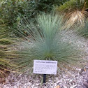  Grass tree