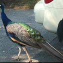 Peacock