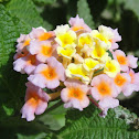 West Indian Lantana