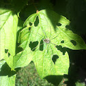 Harvestman