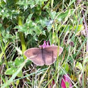 Meadow Brown
