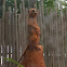 Meerkat