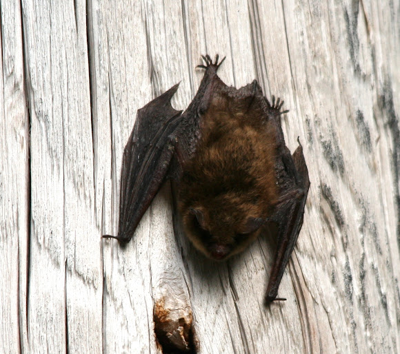 Spotting Image 1