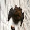 bat