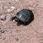 Eastern Painted Turtle
