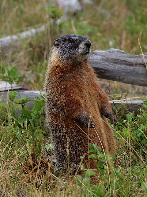http://lh3.ggpht.com/duane.huguenin/SEJkkFFsFOI/AAAAAAAACi8/EffUZtylApk/s640/Yellowstone683.JPG