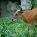 Burma-Banteng