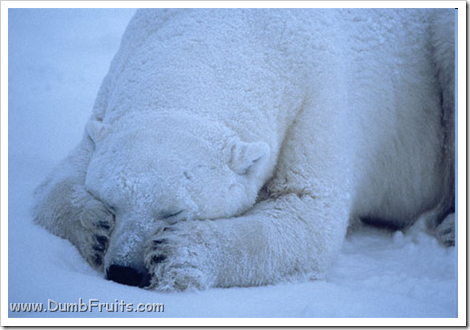 funny polar bears picture : asleep sleepy relax
