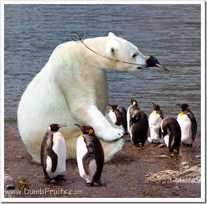 funny polar bears picture : hiding strange animal