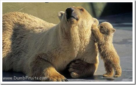 funny polar bears picture : i have a secret