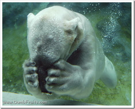 funny polar bears picture : hiding shy hide