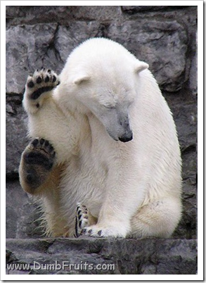 funny polar bears picture : hiding shy hide