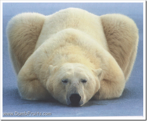 funny polar bears picture : asleep spleepy relax