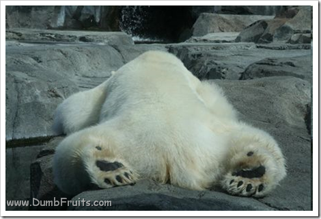 funny polar bears picture : asleep spleepy relax