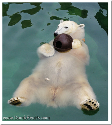 funny polar bears picture : asleep spleepy relax