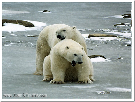 funny polar bears picture : love friendship tickling