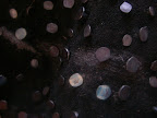 The 3 wise Monkeys, 2006. (Detail)