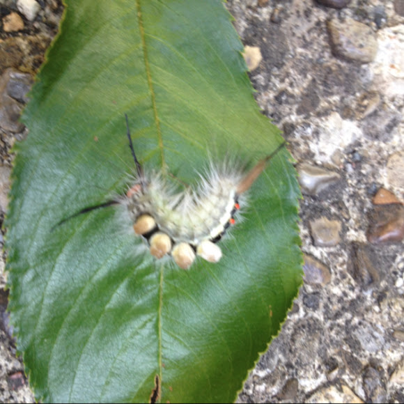 Spotting Image 1