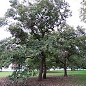 American Chestnut