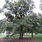 American Chestnut