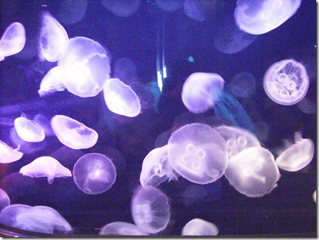 DSCF9389