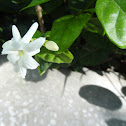 Arabian Jasmine