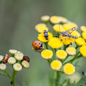 Ladybug