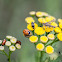 Ladybug