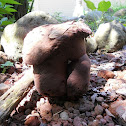 Calvatia sp.