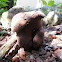 Calvatia sp.
