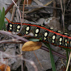 Spurge Hawkmoth