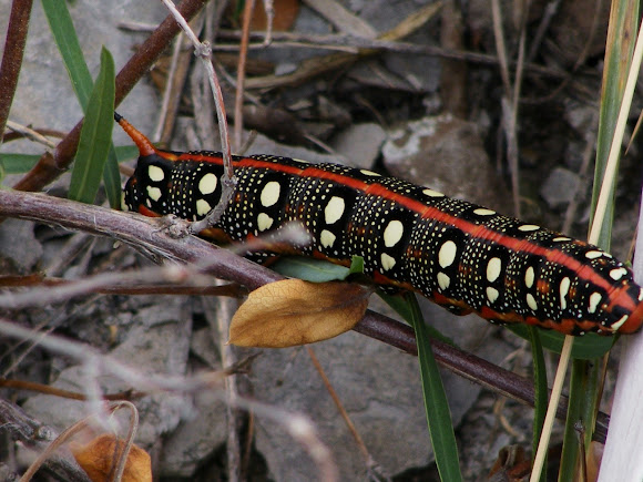 Spotting Image 1