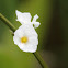 Water-plantain