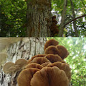 Shelf fungi on Basswood