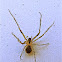 Pirate Spider