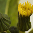 Common Sow Thistle