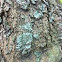Lichen