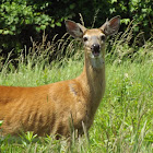 White-tailed Deer