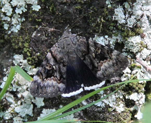 Spotting Image 1