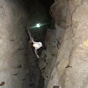 Bat