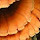 LaetiporusSulphureus