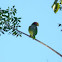 Yucatan Amazon Parrot