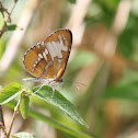 Common Maestra