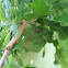 Lady Bug (pupa)