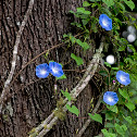 Morning glory