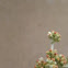 everlasting cudweed
