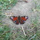 Tagpfauenauge (European Peacock)