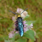 Flower Wasp